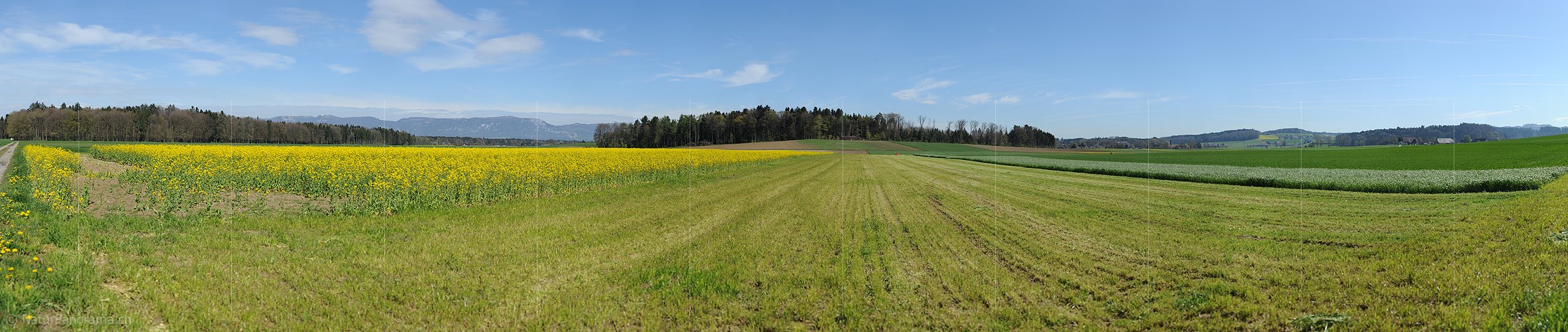 P009487: Panoramabild Blühendes Rapsfeld und Kulturland