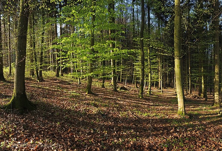 P009491: Hochauflösendes Foto Frisches Buchenlaub
