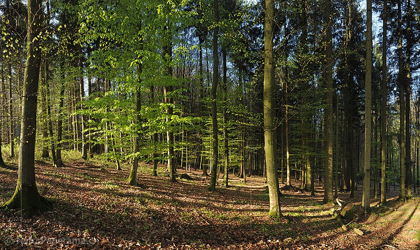 P009492: Hochauflösendes Bild Frisches Buchenlaub