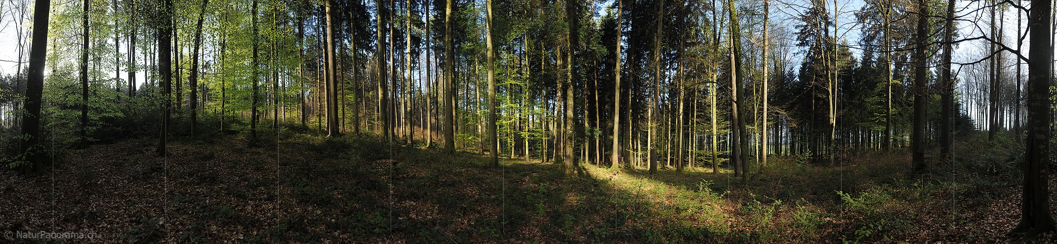 P009493: Gigapixel Foto Streiflicht im Frühlingswald