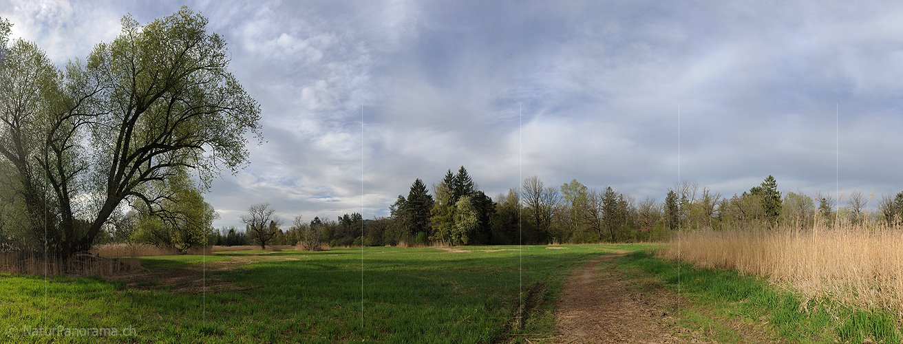 P009523: Panoramabild Auenlandschaft
