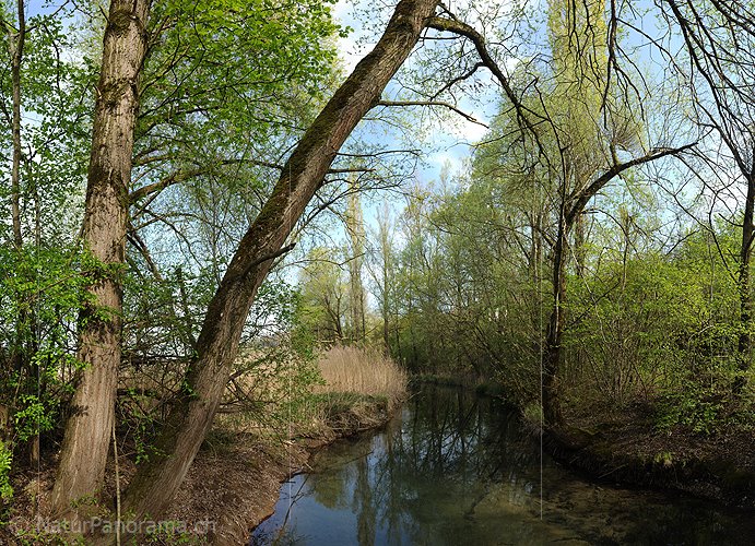 P009526: Grossbild einer Auenlandschaft