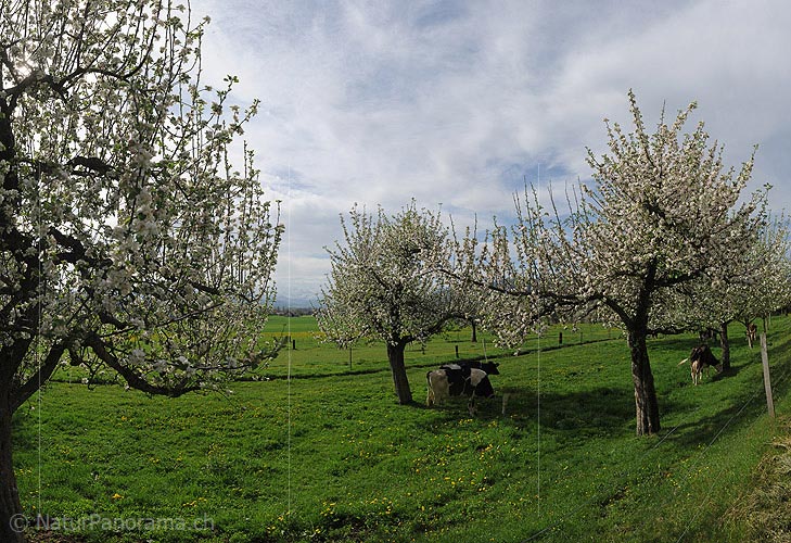 P009528: High-resolution photo Blooming apple trees in the orchard