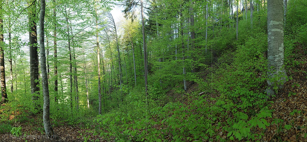 P009602: Big picture Beech forest in spring