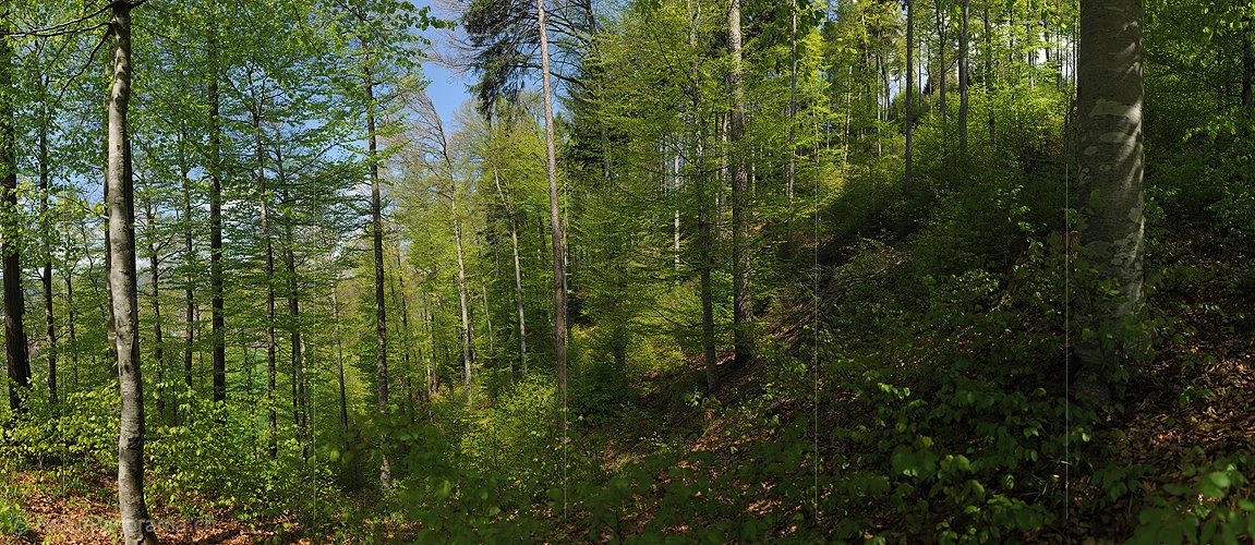 P009605: Grosses Bild Sonnenschein im lichten Buchenwald
