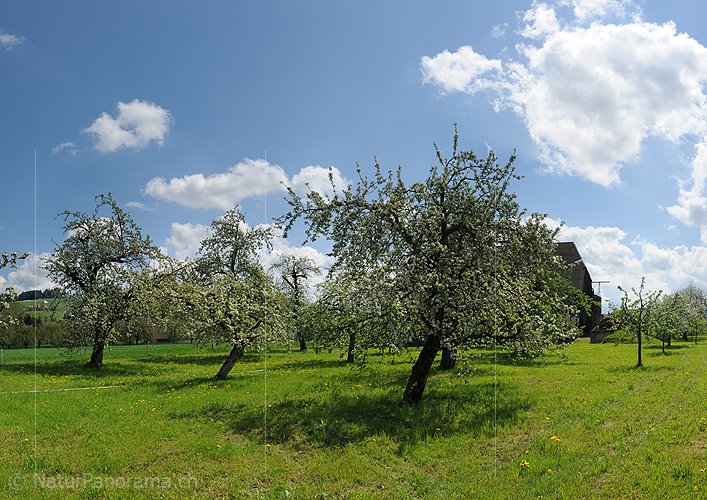 P009612: Panoramabild Blühende Apfelbäume