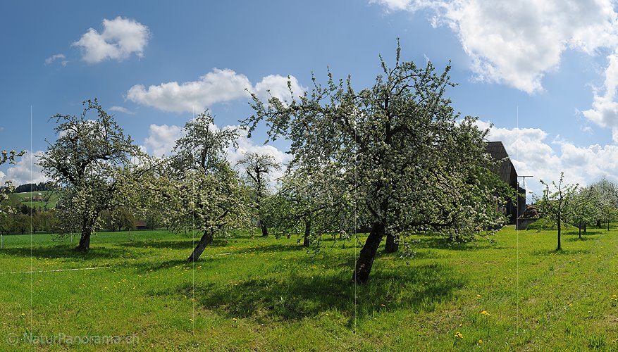 P009612a: Panoramabild Blühende Apfelbäume