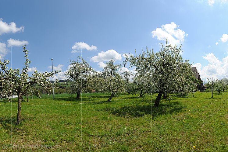 P009613: Panoramabild Blühende Apfelbäume