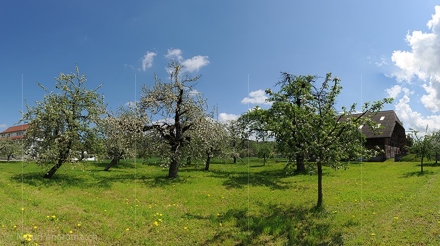 P009615: Hochauflösendes Bild von blühende Obstbäumen