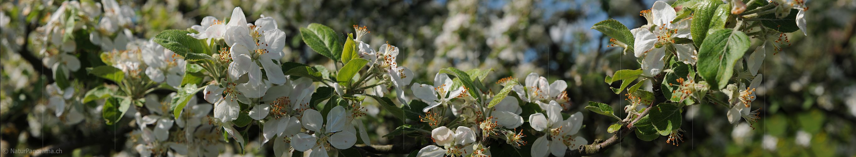 P009620: Panoramafoto von Apfelblüten
