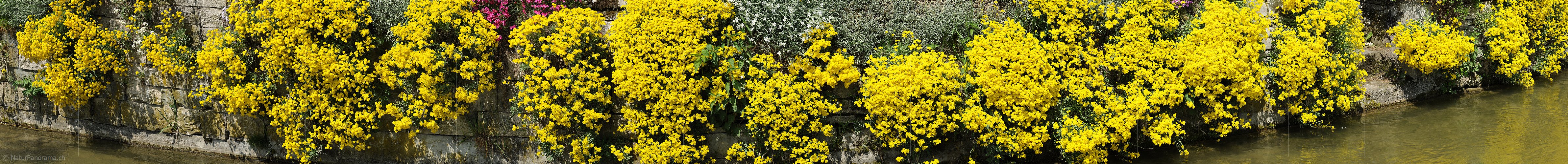 P009622: Panoramabild Blühende Blumen an Steinmauer