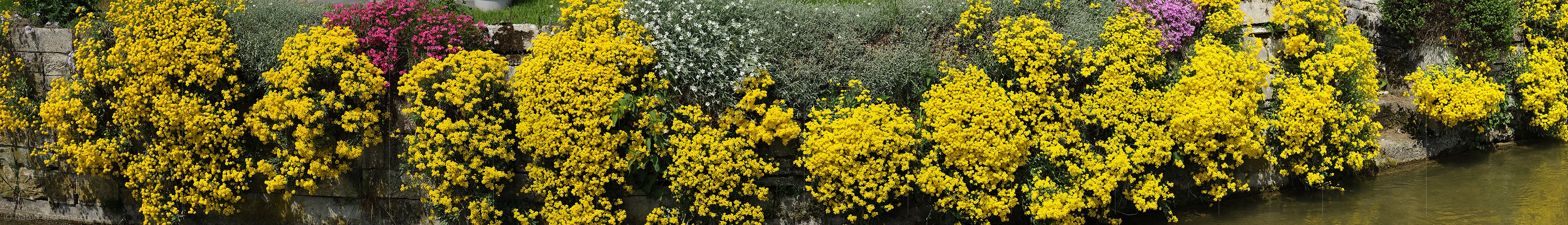 P009623: Panorama Blühende Blumen an Steinmauer