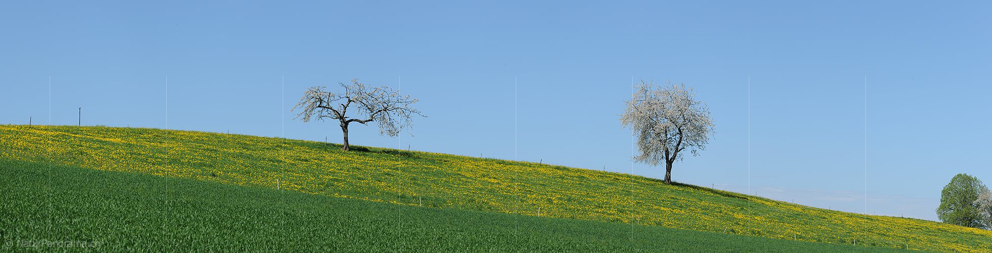 P009634: Panoramabild Blühende Bäume