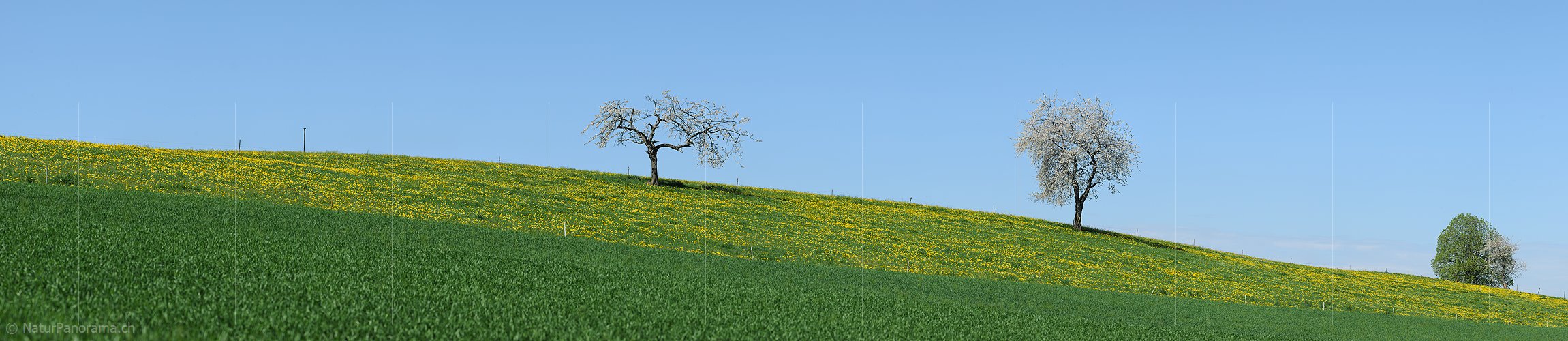 P009635: Panoramabild Blühende Kirschbäume in blühender Löwenzahnwiese