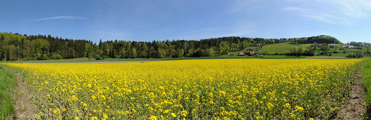 P009652: Panorama Blühendes Rapsfeld