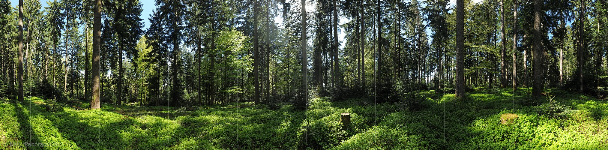 P009673: 360° Gigapixel-Panoramabild Mischwald
