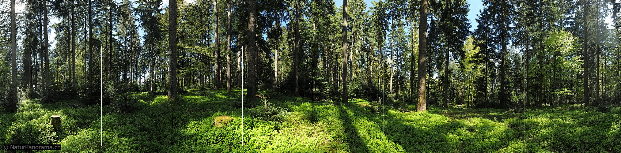 P009673a: 360° Gigapixel-Panoramabild Mischwald (Frühlingswald)