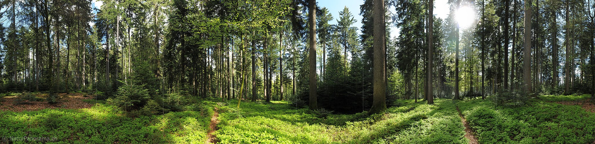 P009675: Gigapixel-Panorama Mischwald
