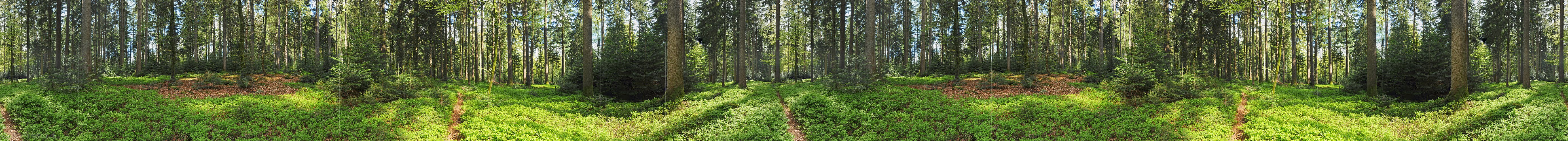 P009675b: 360° Panorama Mischwald im Frühling