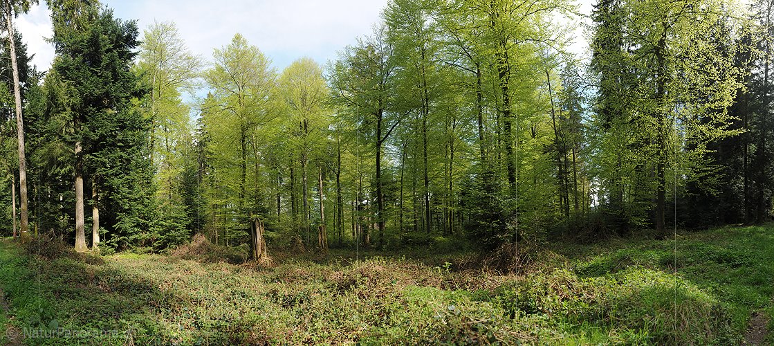 P009677: Panoramabild Buchenwald