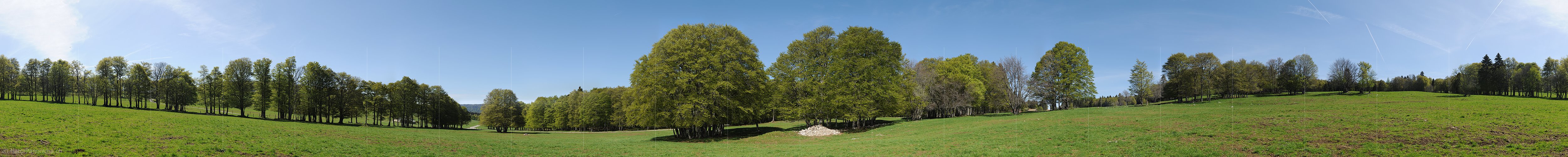P009784a: Panoramabild Buchen auf Juraweide