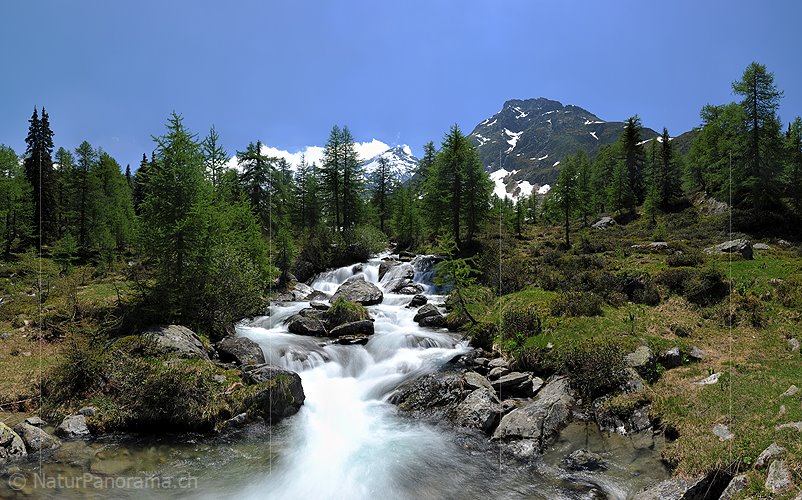 P009908: Grossaufnahme Bergbach in lichtem Lärchenwald (Langzeitbelichtung)