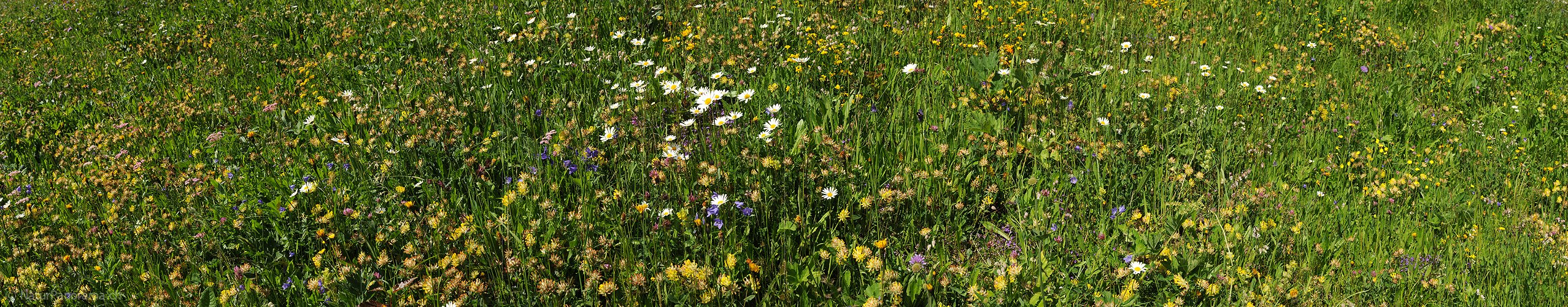 P009931: Panoramabild Blühende Bergwiese