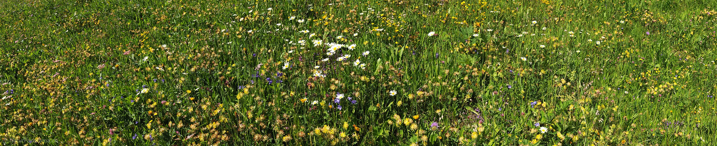 P009932: Panoramabild Blühende Blumenwiese