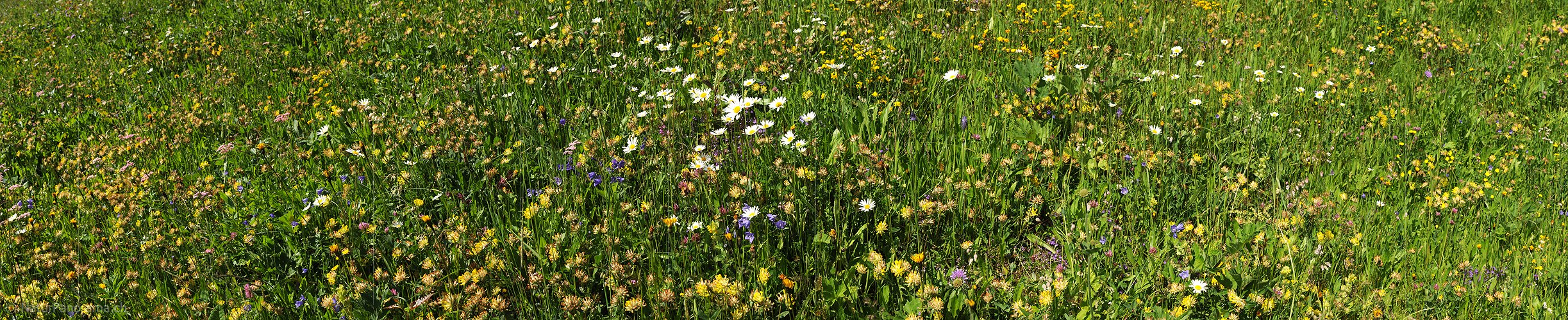 P009933: Panorama Blühende Bergwiese