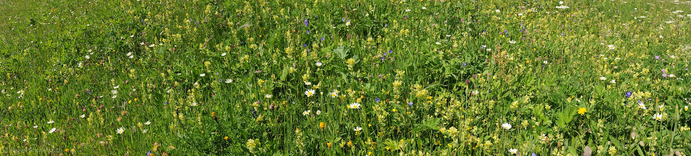 P009936: Panoramafoto Blühende Blumenwiese