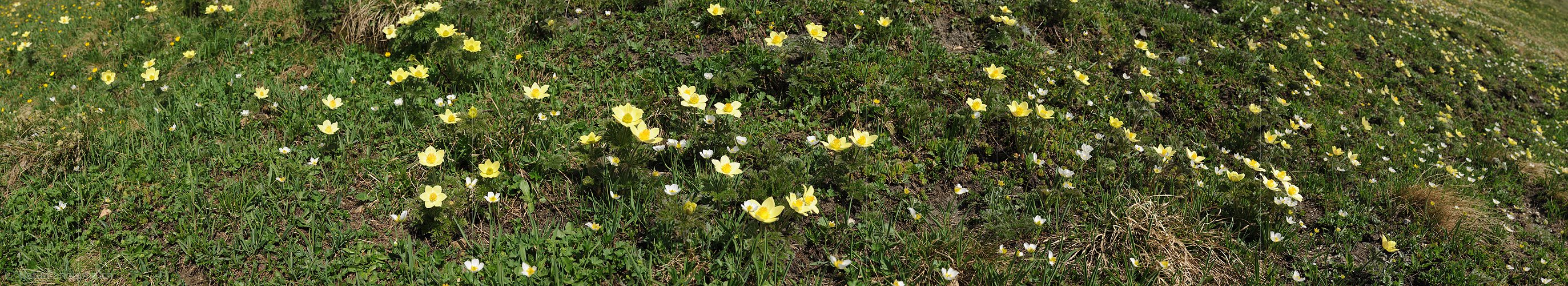 P009989: Panoramafoto Schwefelanemonen im Saflischtal