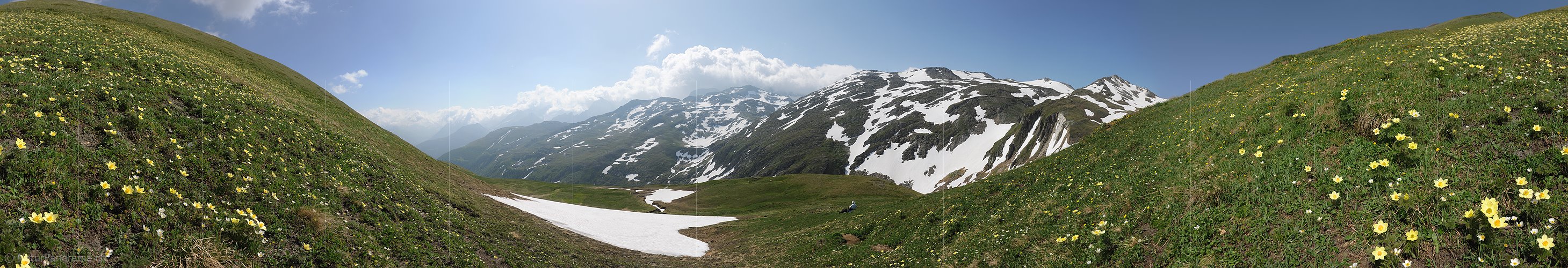 P009991: Panoramabild Schwefelanemonen in Berglandschaft im Saflischtal