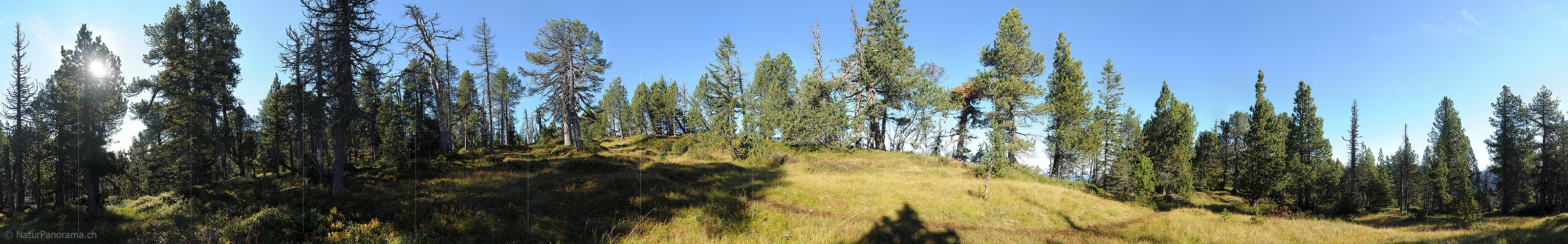P010698a: Panorama Hochmoor in lichtem Bergwald