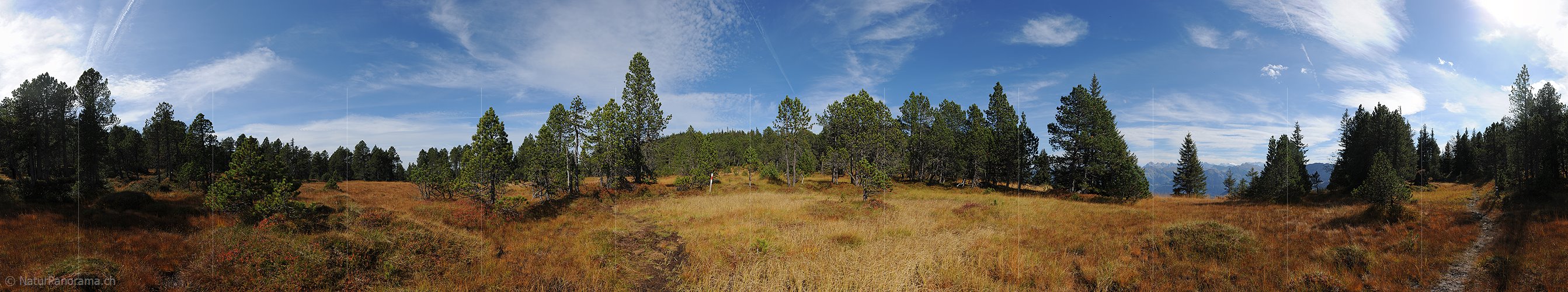 P010743: Panoramabild Hochmoor im lichten Föhrenwald