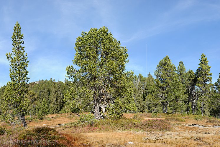 P010793: Grossbild Föhre in Naturlandschaft