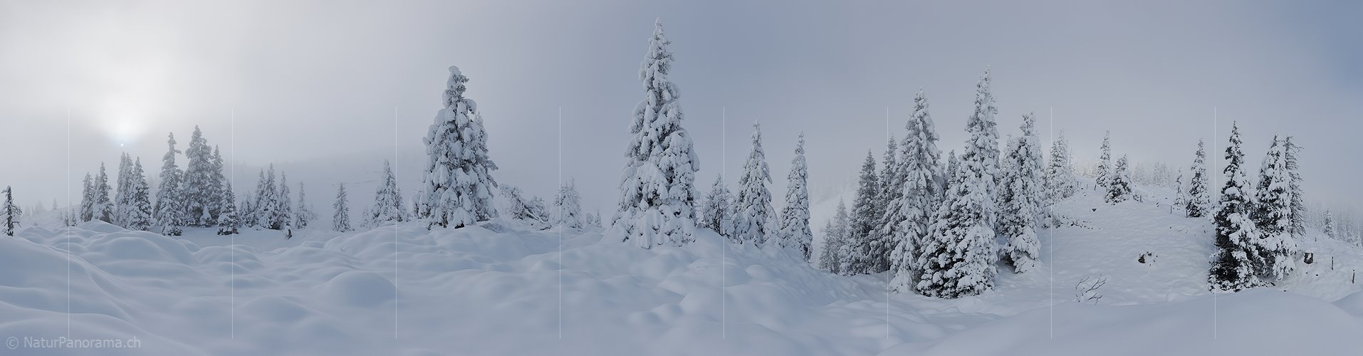 P010992: Panoramafoto Frisch verschneiter Bergwald im Nebel