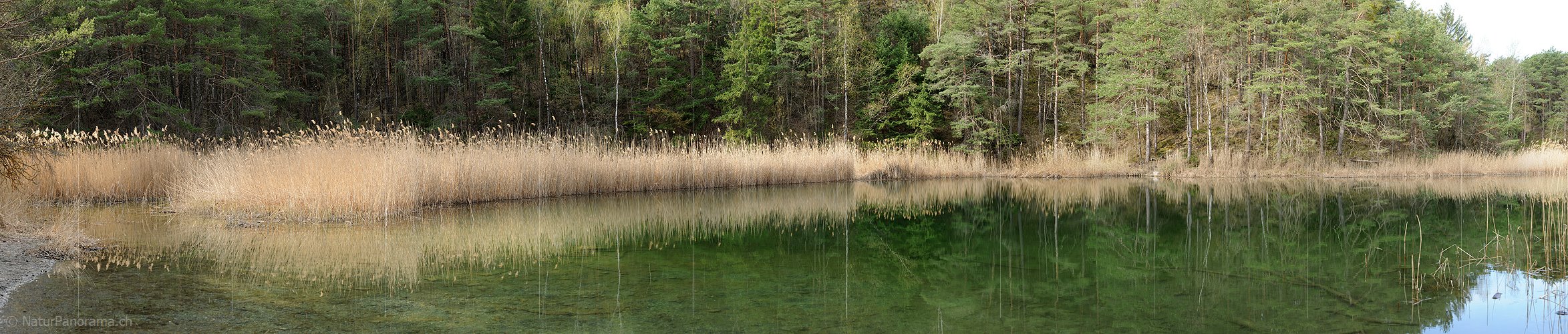 P012314: Panoramabild Spiegelung eines Schilfgürtels in grünem See