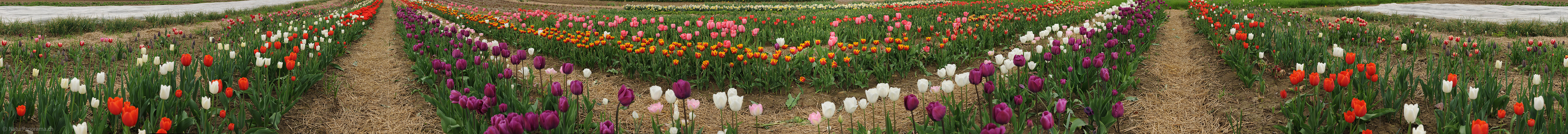P012398: 360° Panoramabild Tulpenfeld
