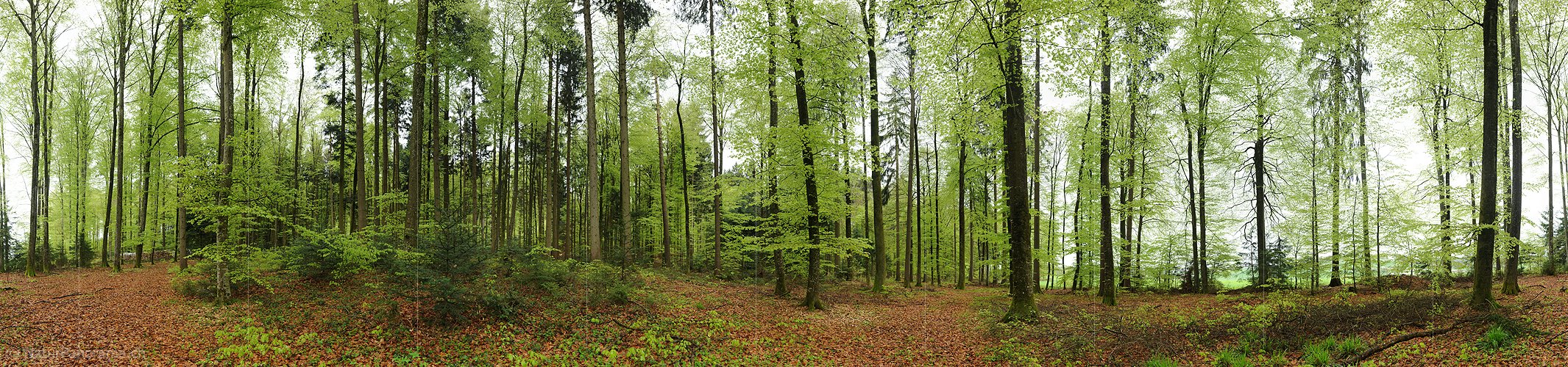 P012402a: 360° Panoramabild Frühlingswald