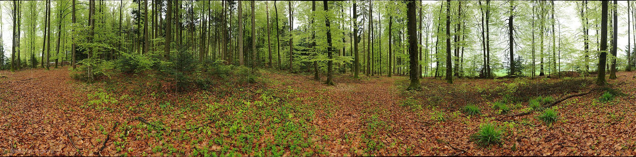 P012407: 360° Panorama Buchenwald im Frühling