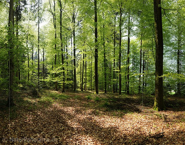 P012414: Grossfoto Buchenwald im Frühling