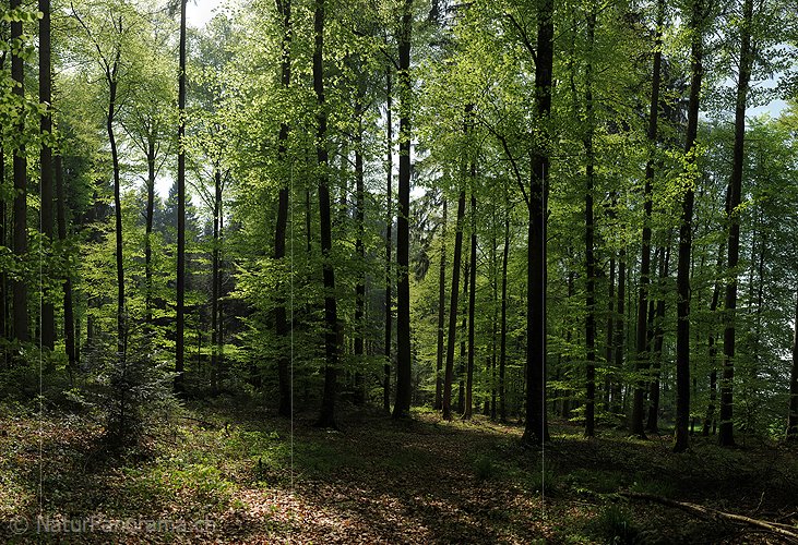 P012420: Hochauflösendes Foto Buchenwald im Frühling