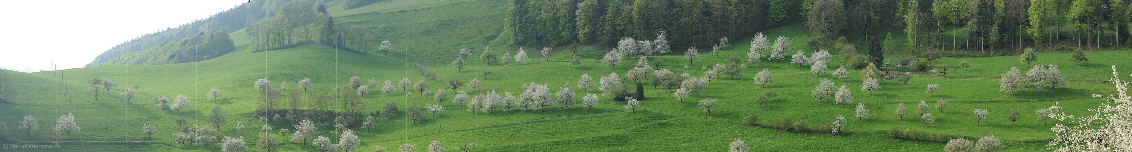 P012463: Panoramabild Blühende Kirschbäume