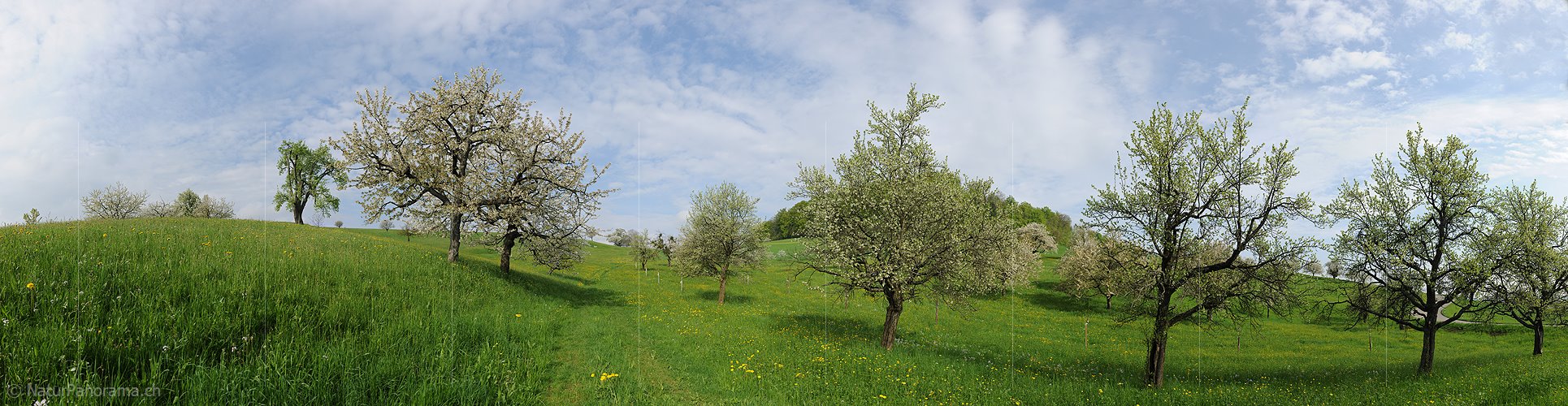 P012466: Panorama Blühende Kirschbäume