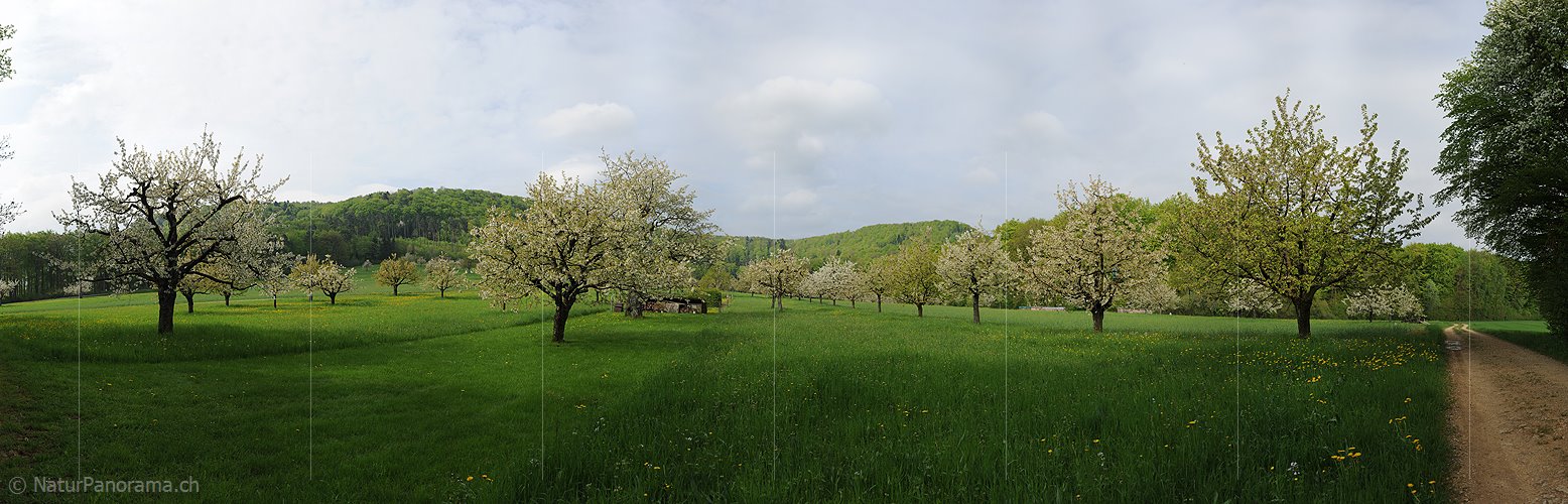 P012471: Panoramafoto Blühende Kirschbäume in grossem Obstgarten