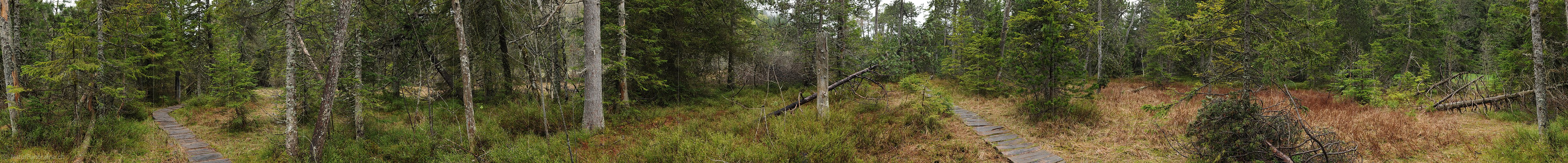P012605: 360° Panorama Wald in Hochmoor