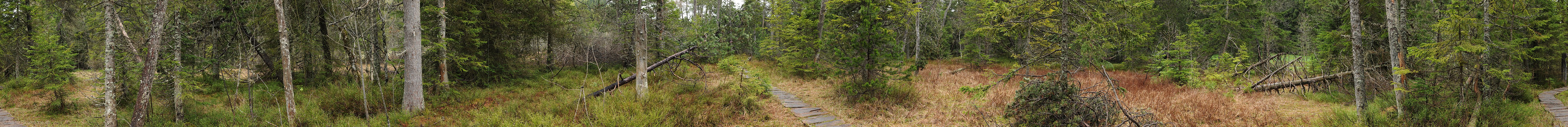 P012606: 360° Panoramabild Wald in Hochmoor