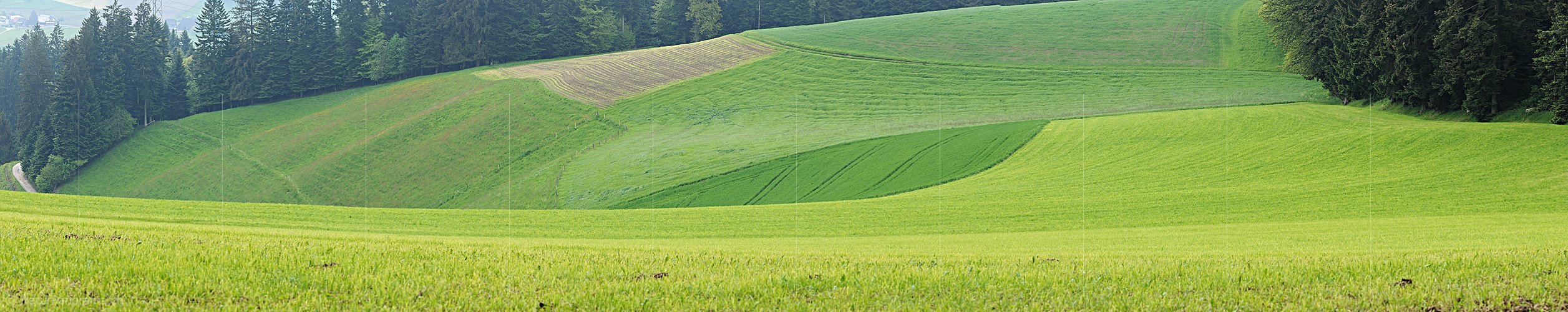 P012661: Panoramabild eines blattförmigen Getreidefeldes