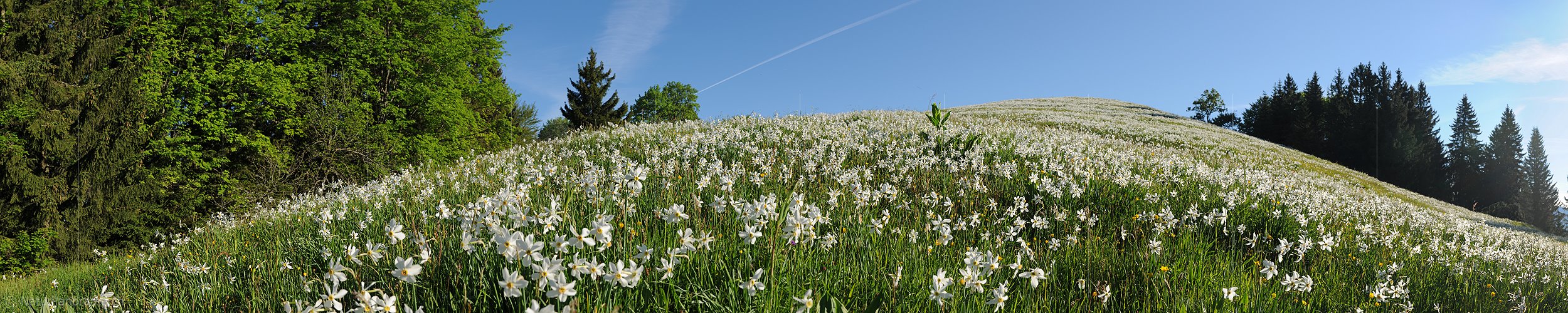 P012833: Panoramabild Blühende Narzissen auf Bergwiese