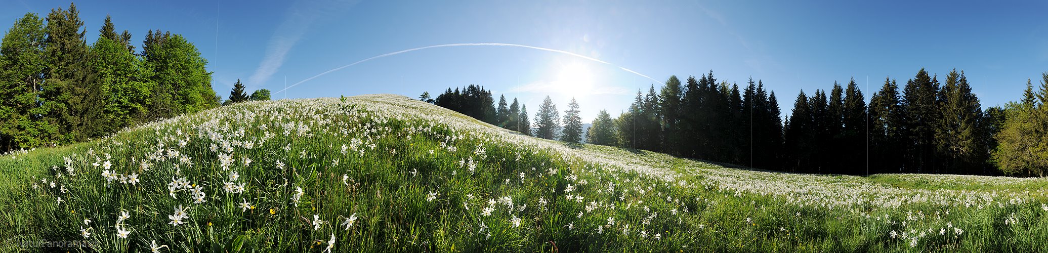 P012836: Panoramafoto Blühende Narzissen auf Bergwiese